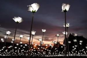 <b class=qtipBold><figcaption>Malaysia-Lifestyle</figcaption></b><br>LED white roses are lit up as the sun sets at the Malaysia Agro Exposition Park in Serdang outside of Kuala Lumpur on September 16, 2016. 30, 000 Light Emitting Diode (LED) white roses are part of an installation named " Light Sensation" aimed to promote unity and celebrate Malaysia Day. / AFP PHOTO / MANAN VATSYAYANA<br><em>© Copyright Agence France-Presse (AFP) - All Rights Reserved</em> Malaysia-Lifestyle