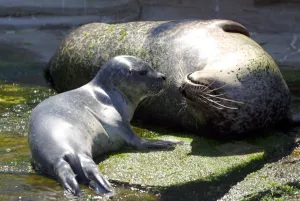 <b class=qtipBold><figcaption>Mer-Animaux</figcaption></b><br>Un bebe phoque femelle de 7 kg se repose sous le regard de sa mere prenommee Niko, le 16 juillet 2005 au centre des connaissances de la mer Oceanopolis a Brest. Le nom du nouveau ne sera choisi par le public mais Oceanopolis suggere notamment Nat puisque la naissance a eu lieu le jour de la Fete nationale, ou Cyana, du nom du submersible de l'Ifremer, en reference a l'univers de Jules Verne. AFP PHOTO FRED TANNEAU / AFP PHOTO / FRED TANNEAU<br><em>© Copyright Agence France-Presse (AFP) - All Rights Reserved</em> Mer-Animaux