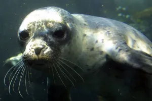 Seals And Sea Lion Prints: Mer-Animaux