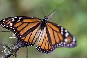 Mexco-Monarch-Butterfly
