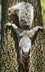 <b class=qtipBold><figcaption>Mexico-Animal-Feature</figcaption></b><br>A squirrel forages for food, at the Chapultepec woods in Mexico City on April, 2016. / AFP PHOTO / RONALDO SCHEMIDT<br><em>© Copyright Agence France-Presse (AFP) - All Rights Reserved</em> Mexico-Animal-Feature
