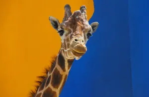 Close Up Prints: Mexico-Animal-Giraffe