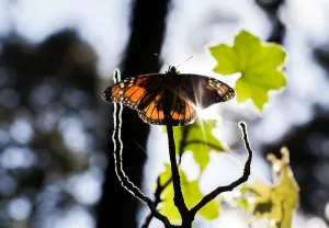 Nature Prints: Mexico-Animals-Monarch-Butterflies