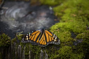 Mexico-Animals-Monarch-Butterflies Mexico-Animals-Monarch-Butterflies