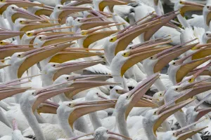 <b class=qtipBold><figcaption>Mexico-Animals-Pelicans</figcaption></b><br>American white pelicans (Pelecanus erythrorhynchos) are seen in the waters of Lake Chapala in Cojumatlan de Regules, Michoacan State, Mexico, on January 4, 2016. Thousands of white pelicans migrate from the United States and southern Canada to Mexico during winter. AFP PHOTO / HECTOR GUERRERO / AFP PHOTO / HECTOR GUERRERO<br><em>© Copyright Agence France-Presse (AFP) - All Rights Reserved</em> Mexico-Animals-Pelicans