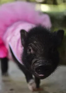 <b class=qtipBold><figcaption>Mexico-Animals-Pigs</figcaption></b><br>A pig is seen at a park in Mexico City on October 15, 2015. At first glance they might seem like small pudgy dogs, but they are really mini pigs being walked, the latest pet fashion and status symbol in Mexico City. AFP PHOTO / RONALDO SCHEMIDT / AFP PHOTO / RONALDO SCHEMIDT<br><em>© Copyright Agence France-Presse (AFP) - All Rights Reserved</em> Mexico-Animals-Pigs
