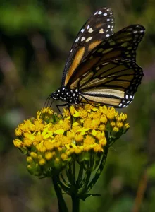 Flower Prints: Mexico - Monarch Butterflies