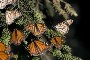 Mexico-Monarch-Butterfly Mexico-Monarch-Butterfly