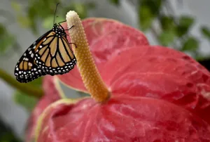 Mexico-Nature-Butterflies