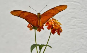 Mexico-Nature-Butterflies