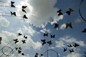Butterfly Prints: Mexico-Rehearsal-Butterflies