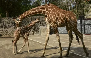 Mexico-Zoo-Giraffe