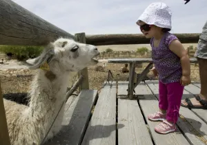 Offbeat Quirky Images Prints: Mideast-Israel-Lamas-Toursim