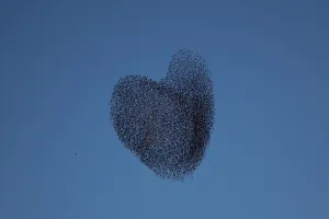 Migrating Starlings Traditional Dance Fly