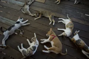 <b class=qtipBold><figcaption>Myanmar-Lifestyle-Animals</figcaption></b><br>This photo taken on February 4, 2016 shows cats and a dog at a shelter on the outskirts of Yangon. The shelter houses over 200 animals and are provided food and basic medical treatments which owners say were rescued from Yangon streets. AFP PHOTO / Ye Aung THU / AFP PHOTO / Ye Aung Thu<br><em>© Copyright Agence France-Presse (AFP) - All Rights Reserved</em> Myanmar-Lifestyle-Animals