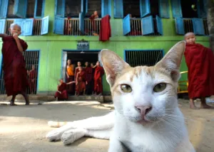 <b class=qtipBold><figcaption>Myanmar-Religion-Monastery</figcaption></b><br>Young buddhist monks curiously, yet shy, watch as a foreign photographer visits their old monastery in central Yangon, Myanmar. Myanmar, formerly known as Burma, remains a land of both beautiful and harsh contradictions. AFP PHOTO/Stephen SHAVER / AFP PHOTO / STEPHEN SHAVER<br><em>© Copyright Agence France-Presse (AFP) - All Rights Reserved</em> Myanmar-Religion-Monastery
