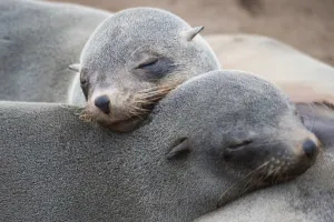 <b class=qtipBold><figcaption>Namibia-Wildlife-Feature</figcaption></b><br>Seals are pictured at the Cape Cross Seal Reserve, on May 12, 2015 along the Skeleton Coast. AFP PHOTO / MARTIN BUREAU / AFP PHOTO / MARTIN BUREAU<br><em>© Copyright Agence France-Presse (AFP) - All Rights Reserved</em> Namibia-Wildlife-Feature