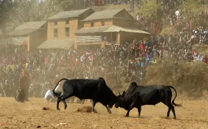 Spectator Prints: Nepal-Animal-Bull Fight