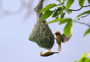 <b class=qtipBold><figcaption>NEPAL-BIRD</figcaption></b><br>A pair of weaver birds build their nest hanging from a tree on the outskirts of Kathmandu on June 1, 2016. Weavers, small passerine birds related to finches, are one of some 868 species of birds found in Nepal. The country's diverse topography and climate is home to more than ten percent of the world's bird species. / AFP PHOTO / PRAKASH MATHEMA<br><em>© Copyright Agence France-Presse (AFP) - All Rights Reserved</em> NEPAL-BIRD