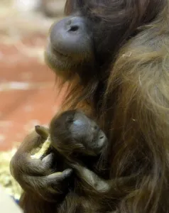 A new-born Orangutan (Pongo abelii) baby is held by her 12-year-old mother Jula