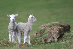 <b class=qtipBold><figcaption>New Zealand-Animal-Lambs</figcaption></b><br>Two lambs are pictured near Cape Sanders in Dunedin on New Zealand's south island. AFP PHOTO / CHRISTOPHE SIMON / AFP PHOTO / CHRISTOPHE SIMON<br><em>© Copyright Agence France-Presse (AFP) - All Rights Reserved</em> New Zealand-Animal-Lambs