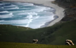 New Zealand-Animal-Lambs New Zealand-Animal-Lambs