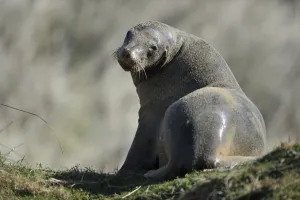 <b class=qtipBold><figcaption>New Zealand-Animal-Sea Lion</figcaption></b><br>A sea lion takes a rest on a beach in the Catlins. AFP PHOTO / CHRISTOPHE SIMON / AFP PHOTO / CHRISTOPHE SIMON<br><em>© Copyright Agence France-Presse (AFP) - All Rights Reserved</em> New Zealand-Animal-Sea Lion
