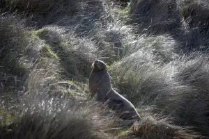 New Zealand Prints: New Zealand-Animal- Sea Lion