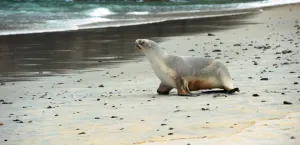 <b class=qtipBold><figcaption>New Zealand-Animal- Sea Lion</figcaption></b><br>A sea lion makes its way across the beach to the sea at Sandfly Bay near Dunedin in New Zealand. AFP PHOTO/PAUL ELLIS / AFP PHOTO / PAUL ELLIS<br><em>© Copyright Agence France-Presse (AFP) - All Rights Reserved</em> New Zealand-Animal- Sea Lion