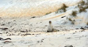 <b class=qtipBold><figcaption>New Zealand-Animal -Sea Lion</figcaption></b><br>A sea lion makes its way across the beach to the sea at Sandfly Bay near Dunedin in New Zealand. AFP PHOTO/PAUL ELLIS / AFP PHOTO / PAUL ELLIS<br><em>© Copyright Agence France-Presse (AFP) - All Rights Reserved</em> New Zealand-Animal -Sea Lion