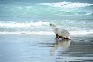 <b class=qtipBold><figcaption>New Zealand-Animal-Sea Lion</figcaption></b><br>A sealion makes its way across the beach to the sea at Sandfly Bay near Dunedin in New Zealand. AFP PHOTO/PAUL ELLIS / AFP PHOTO / PAUL ELLIS<br><em>© Copyright Agence France-Presse (AFP) - All Rights Reserved</em> New Zealand-Animal-Sea Lion