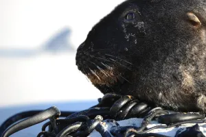 <b class=qtipBold><figcaption>New Zealand-Animal-Seals</figcaption></b><br>Two seals rest at the beach of Sandfly Bay near Dunedin. AFP PHOTO / CHRISTOPHE SIMON / AFP PHOTO / CHRISTOPHE SIMON<br><em>© Copyright Agence France-Presse (AFP) - All Rights Reserved</em> New Zealand-Animal-Seals