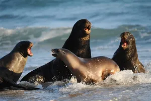 New Zealand Prints: New Zealand-Animal-Seals