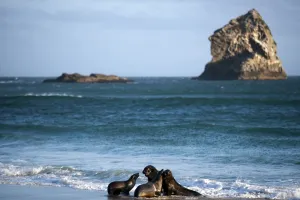 New Zealand-Animals-Sea Lions
