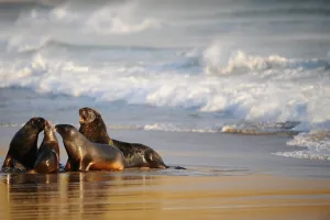 <b class=qtipBold><figcaption>New Zealand-Animals-Sea Lions</figcaption></b><br>Sea lions are pictured on Sandfly Bay beach near Dunedin, New Zealand. AFP PHOTO / CHRISTOPHE SIMON / AFP PHOTO / CHRISTOPHE SIMON<br><em>© Copyright Agence France-Presse (AFP) - All Rights Reserved</em> New Zealand-Animals-Sea Lions