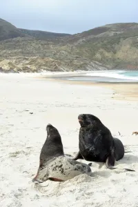 New Zealand Prints: New Zealand-Beach-Sea Lions