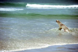 <b class=qtipBold><figcaption>New Zealand-Dunedin-Sea Lion</figcaption></b><br>A sealion makes its way across the beach to the sea at Sandfly Bay near Dunedin in New Zealand. AFP PHOTO/PAUL ELLIS / AFP PHOTO / PAUL ELLIS<br><em>© Copyright Agence France-Presse (AFP) - All Rights Reserved</em> New Zealand-Dunedin-Sea Lion