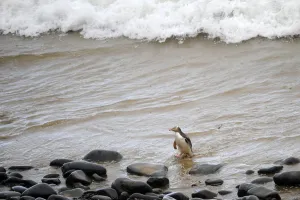 New Zealand-Feature-Animal-Penguin