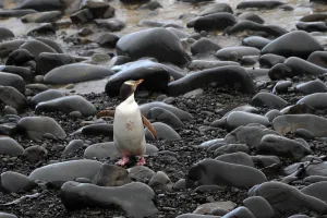 New Zealand Prints: New Zealand-Feature-Animal-Penguin
