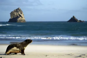 <b class=qtipBold><figcaption>New Zealand-Feature-Sea Lion</figcaption></b><br>A sea lion is pictured on the beach in Sandfly Bay near Dunedin. AFP PHOTO / MARTIN BUREAU/ AFP PHOTO / MARTIN BUREAU<br><em>© Copyright Agence France-Presse (AFP) - All Rights Reserved</em> New Zealand-Feature-Sea Lion