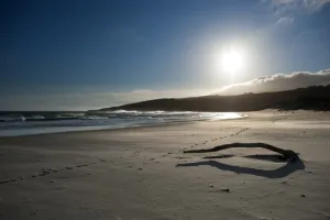 New Zealand Prints: New Zealand-Sandfly Bay- Beach