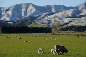 New Zealand Prints: New Zealand-South Island-Nature