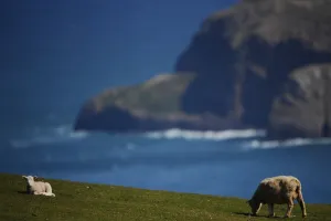 New Zealand Prints: New Zealand-South Island-View