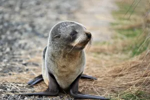 <b class=qtipBold><figcaption>New Zealand-Wildlife-Feature-Seal</figcaption></b><br>A baby fur seal walks along a beach on the Otago peninsula near Dunedin. AFP PHOTO / Christophe Simon / AFP PHOTO / CHRISTOPHE SIMON<br><em>© Copyright Agence France-Presse (AFP) - All Rights Reserved</em> New Zealand-Wildlife-Feature-Seal