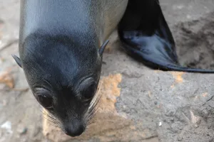 New Zealand Prints: New Zealand-Wildlife-Feature-Seal