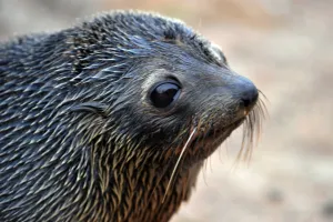 <b class=qtipBold><figcaption>New Zealand-Wildlife-Seal</figcaption></b><br>A baby fur seal walks along a beach on the Otago peninsula near Dunedin, New Zealand. AFP PHOTO / Christophe Simon / AFP PHOTO / CHRISTOPHE SIMON<br><em>© Copyright Agence France-Presse (AFP) - All Rights Reserved</em> New Zealand-Wildlife-Seal