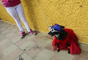 <b class=qtipBold><figcaption>Nicaragua-Religion-Saint Lazarus</figcaption></b><br>A woman holds her fancy dressed dog during the Saint Lazarus festival, on March 13, 2016, at the Santa Maria Magdalena parish in Masaya, 30 km south of Managua. According to the tradition the faithful ask Saint Lazarus for the health of their dogs and pay back the favor bringing them to the church dressed in costumes to attend mass in his honor. AFP PHOTO/Inti OCON / AFP PHOTO / Inti Ocon<br><em>© Copyright Agence France-Presse (AFP) - All Rights Reserved</em> Nicaragua-Religion-Saint Lazarus