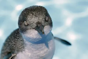 <b class=qtipBold><figcaption>Nzealand-Accident-Environment-Ship</figcaption></b><br>A penguin rescued at the Oiled Wildlife Centre in Tauranga following the oil spill from the stricken container ship Rena. AFP PHOTO / Bradley AMBROSE / AFP PHOTO / Bradley AMBROSE<br><em>© Copyright Agence France-Presse (AFP) - All Rights Reserved</em> Nzealand-Accident-Environment-Ship