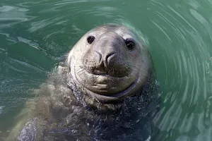 <b class=qtipBold><figcaption>Nzealand-Elephant Seal-Homer/2</figcaption></b><br>A photo taken 13 April 2000 shows an elephant seal nick-named Homer enjoying the water in Gisborne. Homer damaged a car and caused general mayhem on the waterfront after smashing down barriers errected to keep him out. AFP PHOTO/ John SELKIRK / AFP PHOTO / DOMINION / JOHN SELKIRK<br><em>© Copyright Agence France-Presse (AFP) - All Rights Reserved</em> Nzealand-Elephant Seal-Homer/2