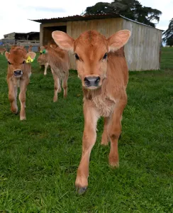 <b class=qtipBold><figcaption>Nzealand-Farm-Agriculture</figcaption></b><br>This photo taken on August 11, 2013 shows calves waiting to be fed on a dairy farm near Cambridge in New Zealand's Waikato region, known for its fertile land and dairy industry. The farm supplies milk to Fonterra -- the world's largest dairy cooperative and New Zealand's biggest company. Fonterra accounted for 89 percent of the country's milk production -- 15.4 billion litres -- in 2011 and recorded a turnover of 15.7 billion USD last year. AFP PHOTO/William WEST / AFP PHOTO / WILLIAM WEST<br><em>© Copyright Agence France-Presse (AFP) - All Rights Reserved</em> Nzealand-Farm-Agriculture